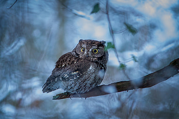 Predator, bird, blur, owl HD wallpaper