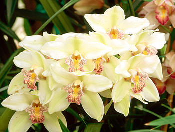 Untitled , orchid, cymbidium orchid HD wallpaper