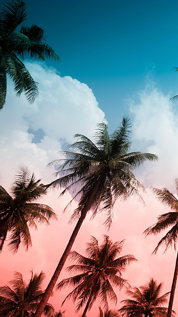 Palmeras, Cielo, Nubes, Palmera HD phone wallpaper