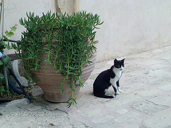 Cat, cute, white, black HD wallpaper