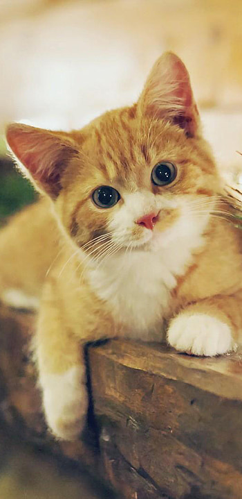 Meng cat lock screen Galaxy S8 HD phone wallpaper
