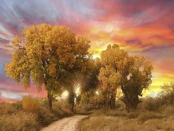 Sunset Landscape, landscapes, sunsets, trees, fields, nature, grass, dirt road HD wallpaper
