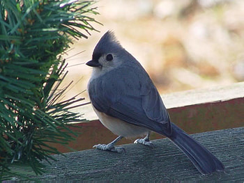 Pretty Little Titmouse, blue, feathers, bird, little HD wallpaper