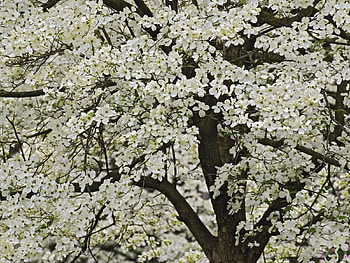 Nature, Flowers, Wood, Tree, Bloom, Flowering, Garden, Spring, Kentucky HD wallpaper