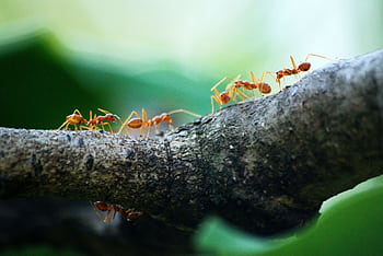 Close-up view of weaver ants working together on a tree branch in nature. HD wallpaper