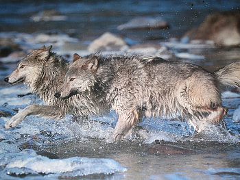 wolves running through water, white, timber, saying, black, wolves, canis lupus, , wolf, wisdom HD wallpaper