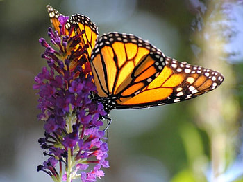 Beautiful Butterfly, cool, beautiful, butterfly HD wallpaper