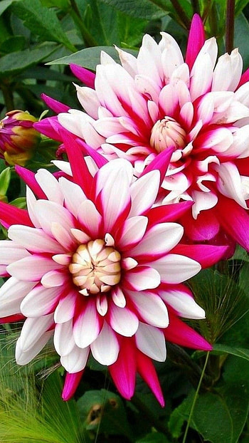 Dahlia, White HD phone wallpaper
