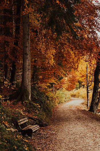 Autumn landscape with a scenic forest path and bench in Schwangau, Germany. HD phone wallpaper