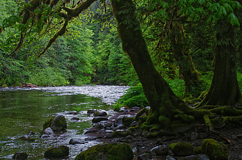 Nature, Rivers, Trees, Stones, Forest, Moss HD wallpaper