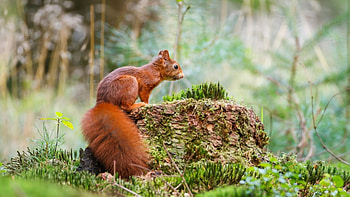 Squirrel, animal, wood, forest HD wallpaper