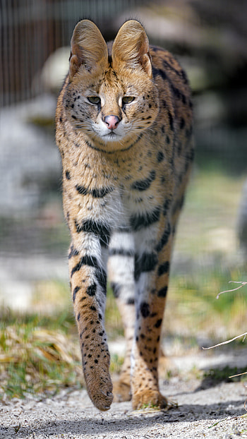Animals, Predator, Big Cat, Sight, Opinion, Animal, Serval HD phone wallpaper