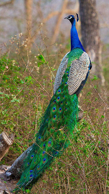 Peacock, Peafawl HD phone wallpaper