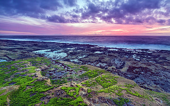 Sea Moss Sunset, Rocks, Sea, Nature, Sunsets, Moss HD wallpaper