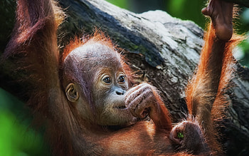 Animals, Young, To Lie Down, Lie, Muzzle, Monkey, Joey HD wallpaper