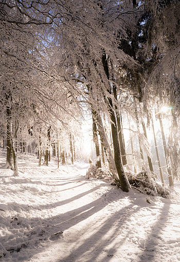 Winter, Nature, Trees, Snow, Shine, Light, Path HD phone wallpaper