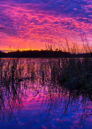Nature, Sunset, Twilight, Violet, Lake, Dusk, Purple, Cane, Reed HD phone wallpaper