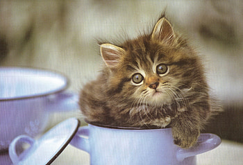 Kitten-in-a-sugar-bowl, Cat, Furry, Cute, Kitten HD wallpaper