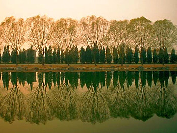 Reflection of Trees, cool, beautiful HD wallpaper