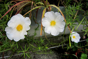 White flowers, white, leaves, flowers, lovely HD wallpaper