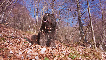 Perro Pastor Bergamasco, Bosque con hojas, Vdeo de stock, Vecteezy HD wallpaper