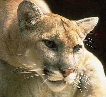 American mountain lion, mountain lion, animals, cougar, puma, cat HD wallpaper