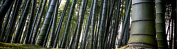 Bamboo dual screen , Nature's beauty, Tranquil forest, Dual screen backgrounds HD wallpaper
