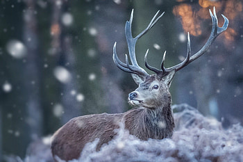 Snowy deer HD wallpaper