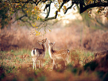 Darling Baby Deer, sweet, eat, deer, baby, cute, forest, tree HD wallpaper