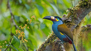 Sharp Long Beak Blue Green Toucan Is Standing On Tree Branch In Blur Green Leaves Background Birds HD wallpaper