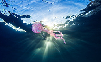 Sunbeam on Underwater Jellyfish, Sea, Jellyfish, Nature, Oceans, Sunshine HD wallpaper