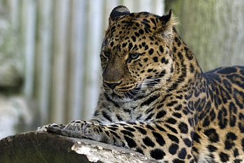 *** Jaguar ***, animal, animals, cats, cat, wild HD wallpaper