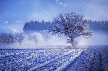 Trees Covered With Snow Fog Landscape Winter , snow, trees, fog, landscape, winter HD wallpaper