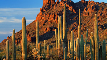 cacti in an arizona desert, cacti, desert, sky, hill HD wallpaper