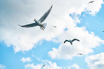 Flock of seagulls flying in a vibrant blue sky with fluffy clouds. HD wallpaper