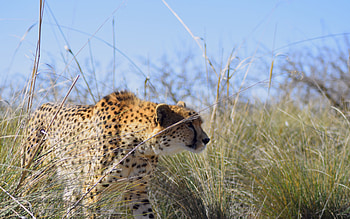 Cheetah, animal, nature, cat HD wallpaper