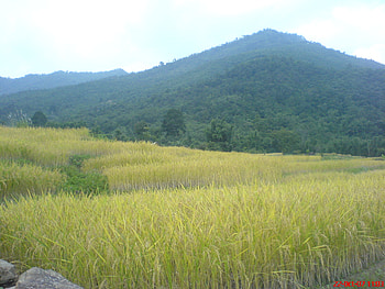 Nagaland-04, green hills, nagaland, zubza, mountain HD wallpaper
