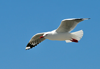 Seagull , High-quality , visuals, Stunning backgrounds HD wallpaper