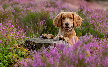Spaniel, cute, animal, dog HD wallpaper