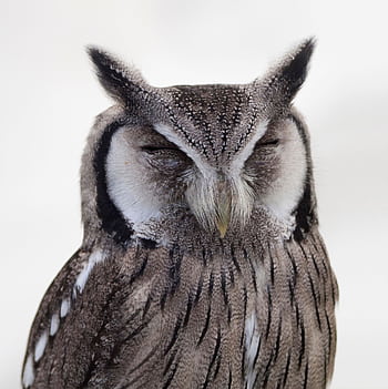 Captivating close-up of a Southern White-Faced Owl, showcasing its unique features. HD phone wallpaper