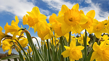 Plants, Flowers, Narcissussi HD wallpaper