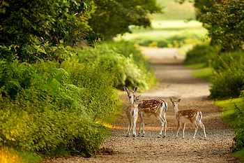 Animals, Trees, Deers, Path, Stroll, Trail HD wallpaper