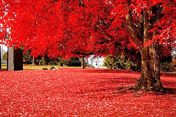 Red-Leaves, beautiful, leaves, , red HD wallpaper