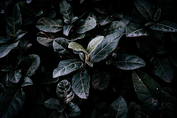 Leaves, Bush, Macro, Dark, Branches, Foliage HD wallpaper