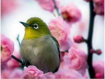 Bird in Flowers, beautiful, flowers, bird HD wallpaper