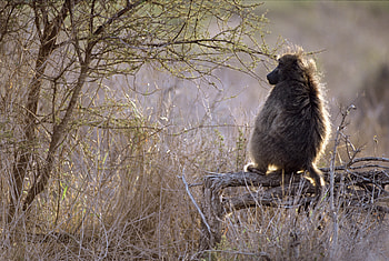 Animals, Branch, Monkey, Africa HD wallpaper
