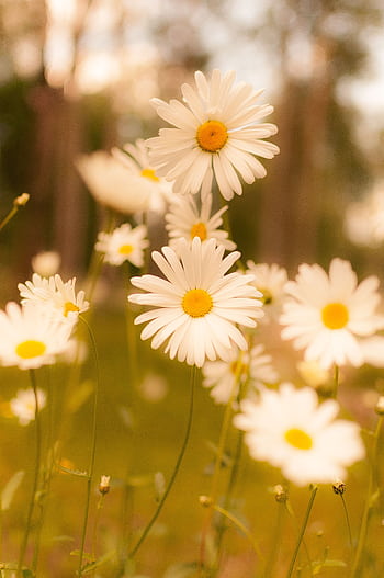 A serene close-up of daisies in a field, capturing the essence of springtime. HD phone wallpaper