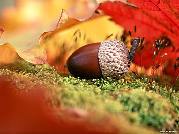 Background, Autumn, Leaves HD wallpaper