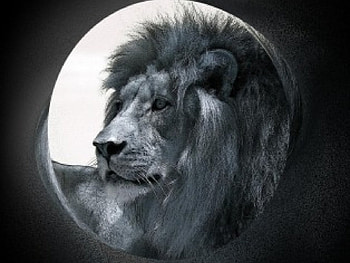 Leo the Lion, animal, lion HD wallpaper