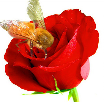 Anita's rose, rose, bee, flower, red, gold HD wallpaper